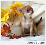 чихуахуа щеночки