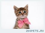 Котенок 1.5 мес
