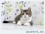 Шотландский котенок ищет лучшую мамочку