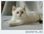 Британские голубоглазые шиншиллы
