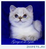 Эксклюзивный котик голден-пойнт с фиалковыми глазками