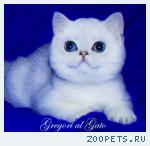 Британские шиншиллы с изумрудными глазками