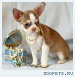 чихуахуа девочки