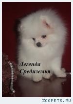 Мини мальчик померанский шпиц