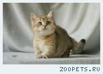 Британские золотистые шиншиллы