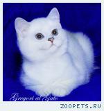 Роскошный голубоглазый белоснежный британец КЕНЗО