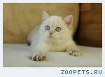 Британские голубоглазые шиншиллы