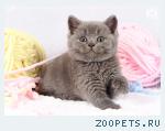 Голубые британские котята!