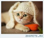 Британские золотистые шиншиллы