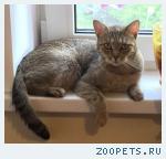 Пропала кошка