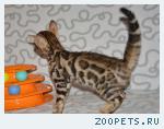 Бенгальские котята