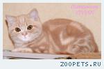 Британские рыжие котята из питомника.