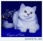 Роскошный голубоглазый белоснежный британец КЕНЗО