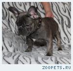 Девочки французского бульдога редкого окраса