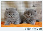 Длинношерстные британские котята