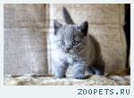 Клубные котята британской породы.