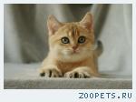 Британские золотистые шиншиллы