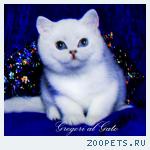 Британские синеглазые шиншиллы котята шоу-класс