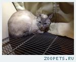 возьмите котенка