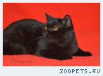 Клубные шотландские черные котята.