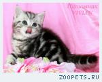 Британские котята вискас из питомника.
