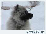 Щенок вольфшпица