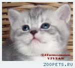 Британские котята вискас из питомника.