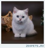 Британские голубоглазые шиншиллы