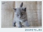 Клубные котята британской породы.