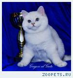 Британские шиншиллы котята с фиалковыми глазами