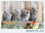 Клубные котята британской породы.