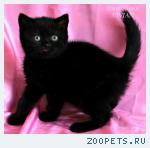 Британские черные котята из питомника.