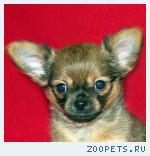 Роскошная  чихуахуа  Герда 