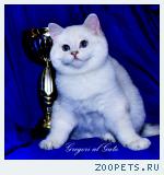 Британские шиншиллы котята от Чемпионов фиалковые глазки
