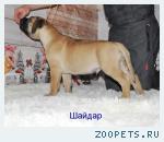 Продаются щенки Бульмастифа 