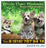 Вельш корги мальчики