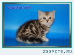 Шотландские котята мраморных окрасов 