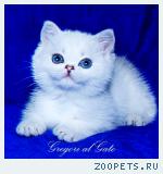 Британские шиншиллы котята с голубыми глазами шоу-класс