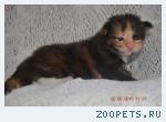 Котята мейн-кун