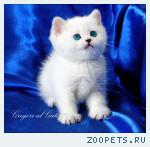 Британские шиншиллы котята с голубыми глазами шоу-класс