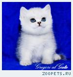 Британские шиншиллы котята с изумрудными глазами шоу-класс
