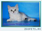 Шотландские котята из питомника Daryacats