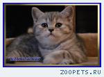Шотландские котята из питомника Daryacats