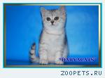 Шотландские котята из питомника Daryacats