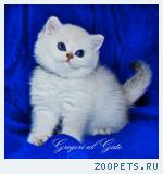 Эксклюзивная британская синеглазка Тереза