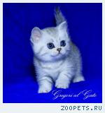 Британские котята Серебристые тебби с изумрудными глазками