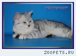 Шотландские котята из питомника Daryacats