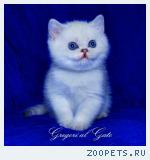 Белоснежные британские синеглазые котята шиншиллы