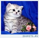 Британские котята Серебристые тебби с изумрудными глазками