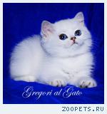 Белоснежные британские синеглазые котята шиншиллы